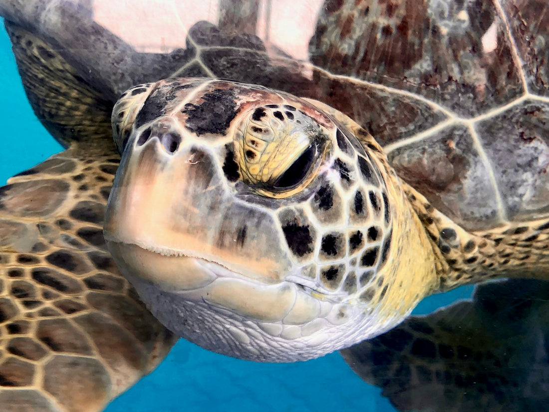 Sea Turtle Face Up Close