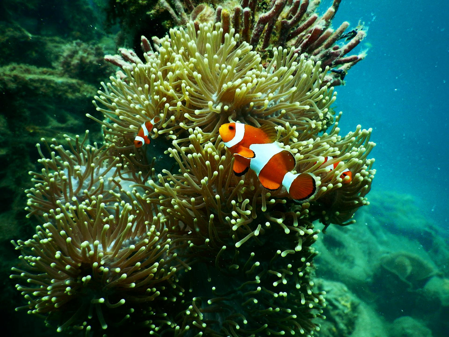 clown fish and coral