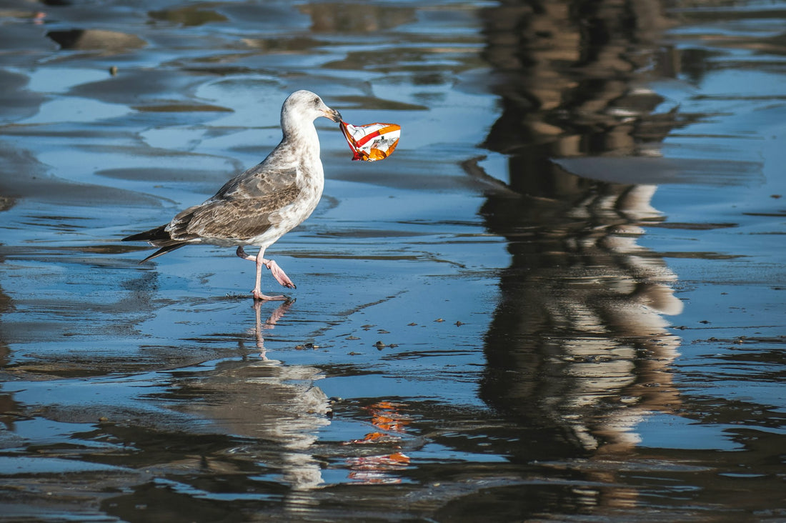 Seabird with Plastic Bag