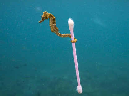 Regular Cotton Swabs have a terrible Impact on Nature- SWOP - shop without plastic